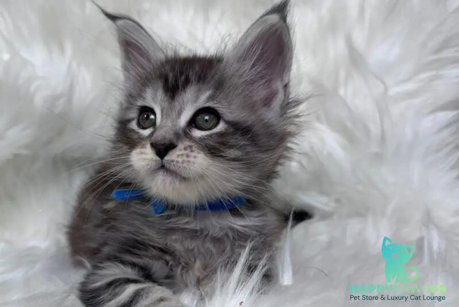 Caleb Maine Coon male black silver tabby with white - live animals