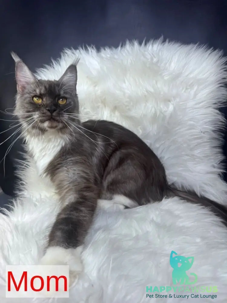 Caleb Maine Coon male black silver tabby with white - live animals