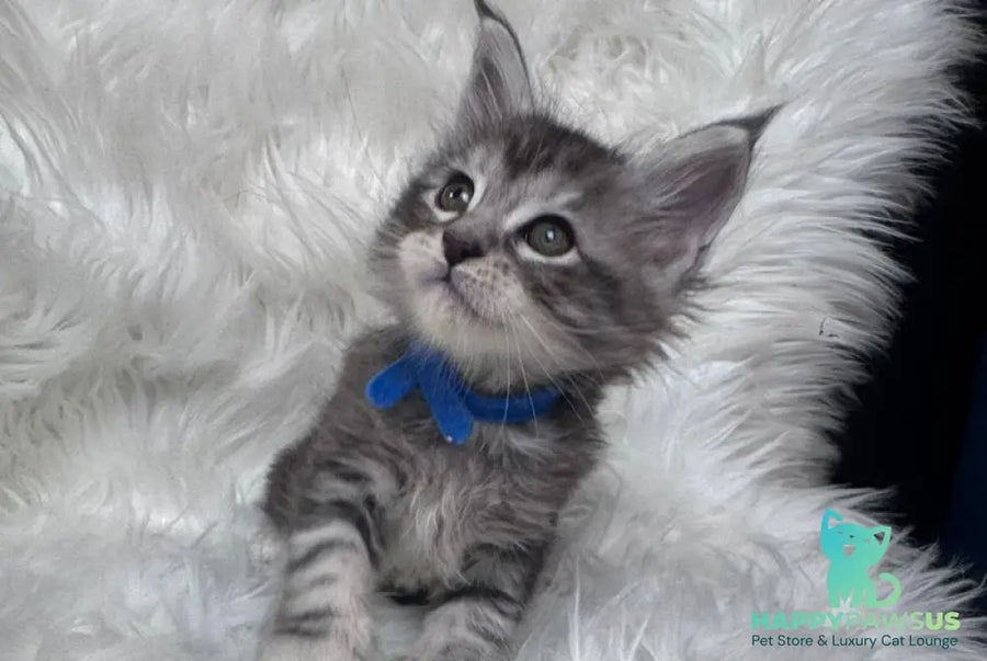 Caleb Maine Coon male black silver tabby with white - live animals