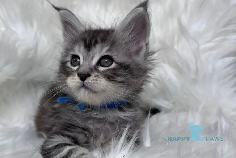 Caleb Maine Coon male black silver tabby with white - live animals