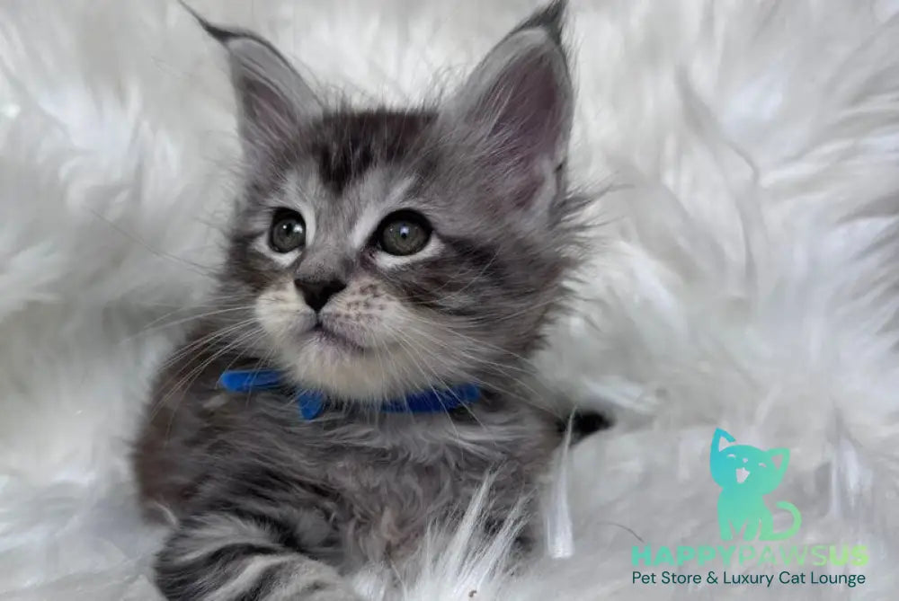Caleb Maine Coon male black silver tabby with white - live animals