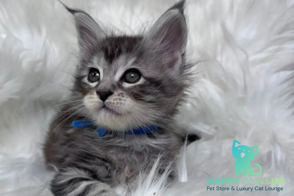 Caleb Maine Coon male black silver tabby with white - live animals