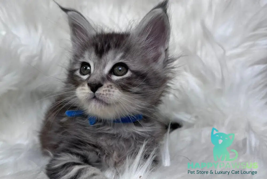 Caleb Maine Coon male black silver tabby with white - live animals