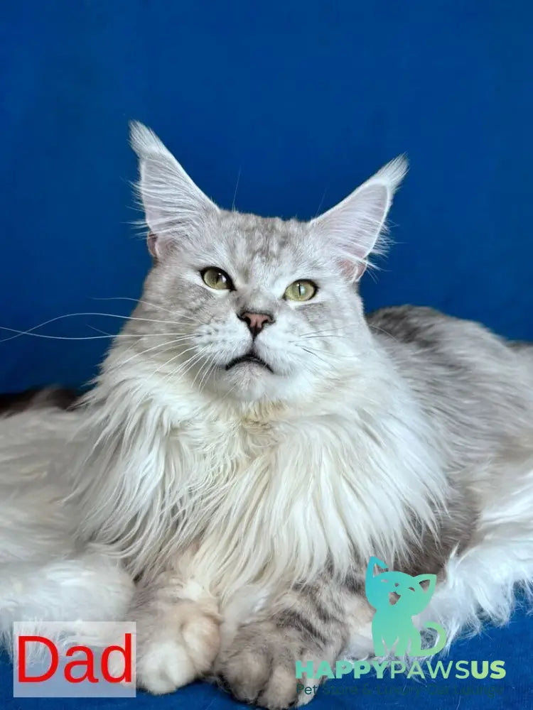 Caleb Maine Coon male black silver tabby with white - live animals
