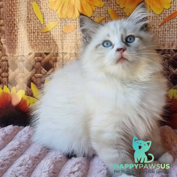 Caleb Siberian male seal tabby pointed with white - live animals