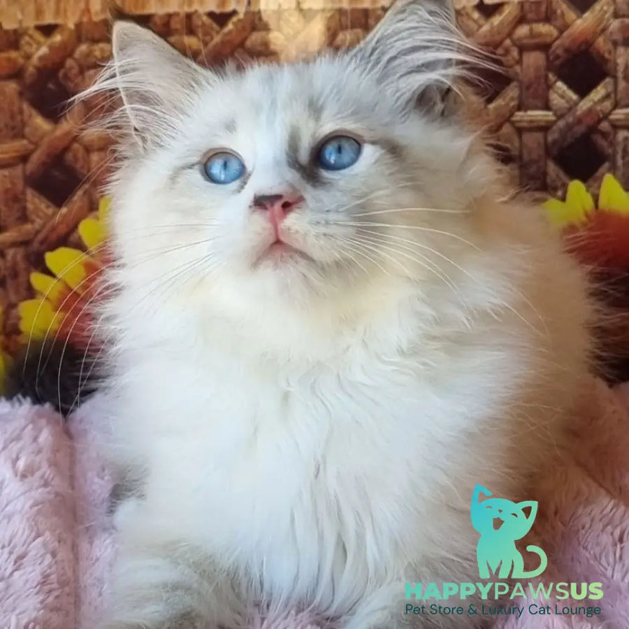 Caleb Siberian male seal tabby pointed with white - live animals