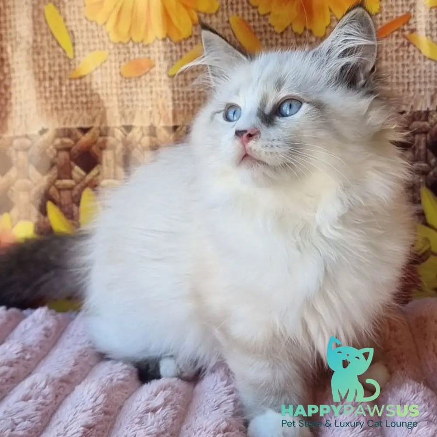 Caleb Siberian male seal tabby pointed with white - live animals