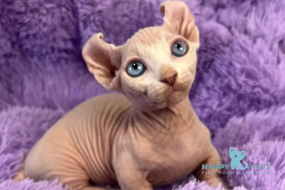 Cali Dwelf male white live animals