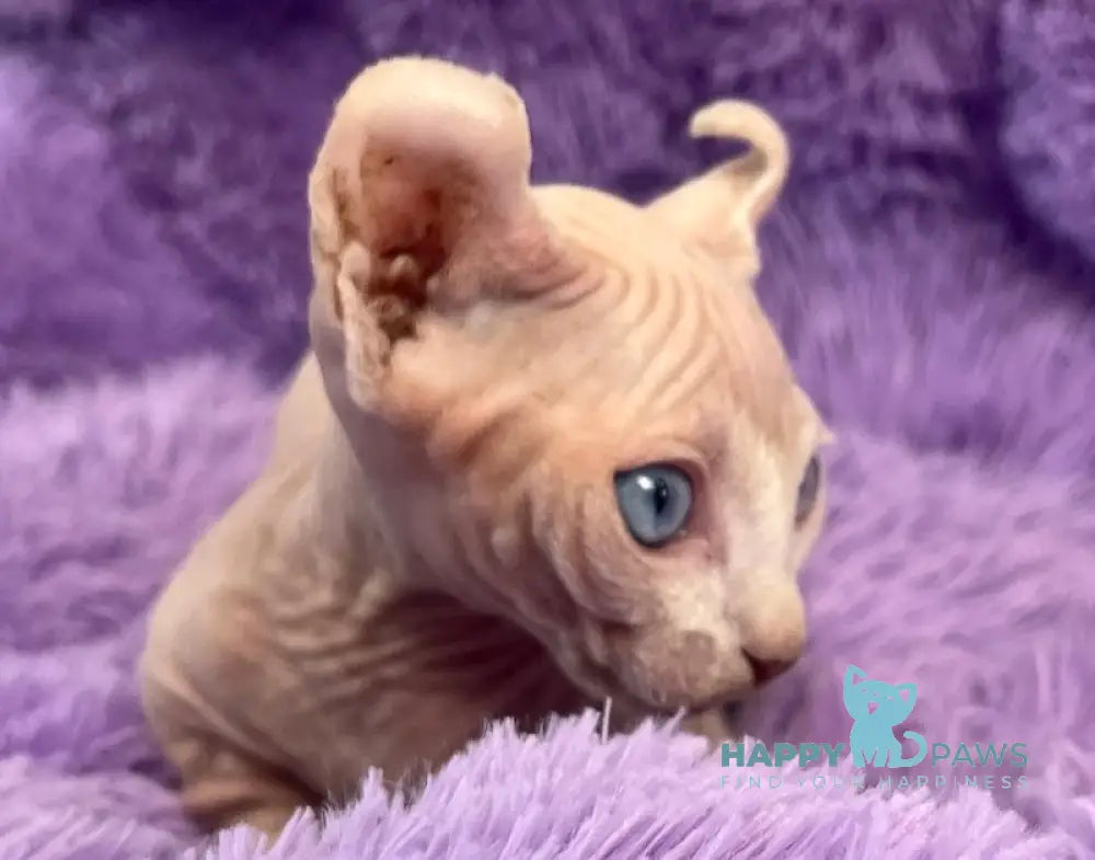 Cali Dwelf male white live animals