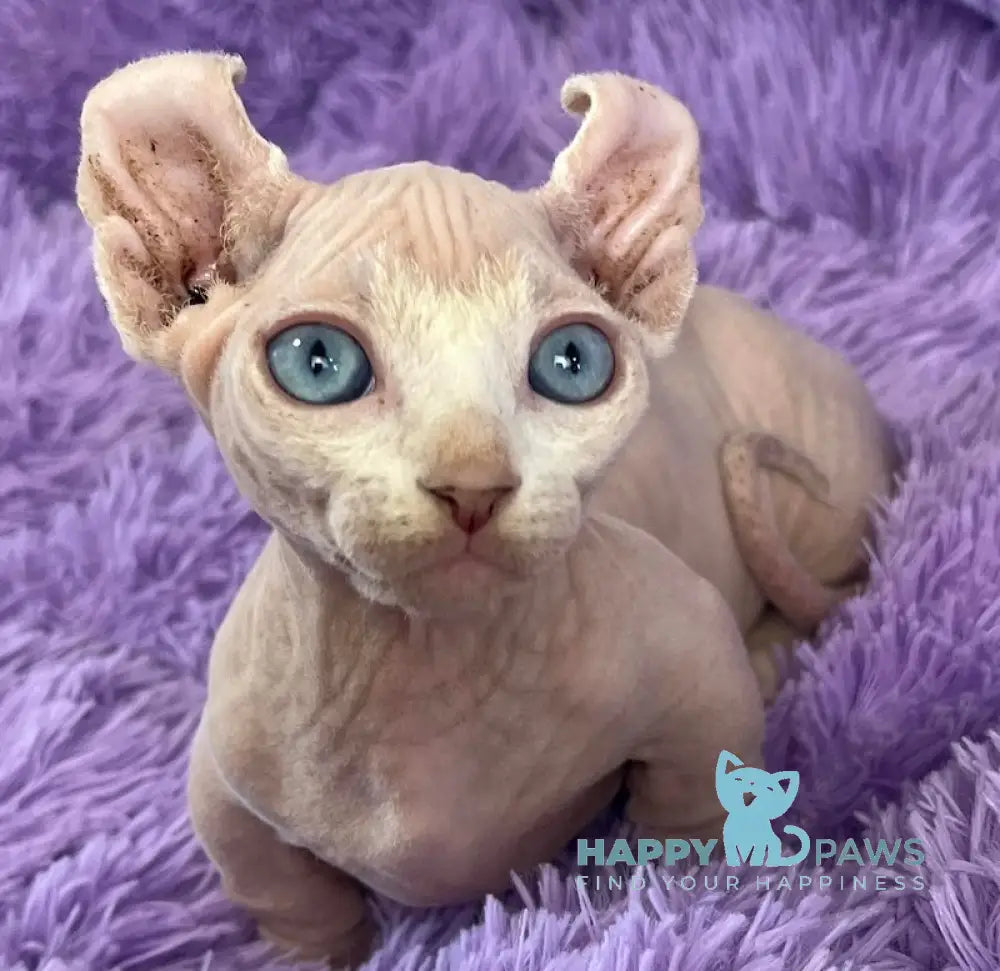 Cali Dwelf male white live animals