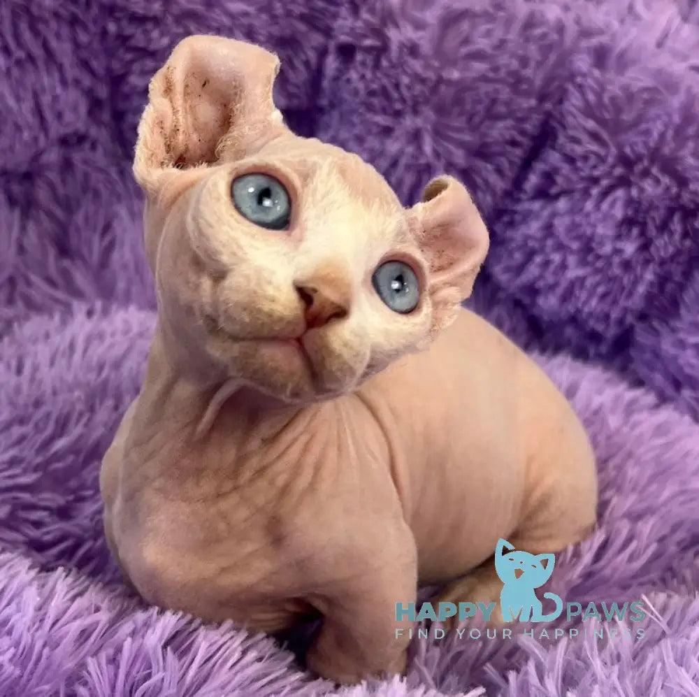 Cali Dwelf male white live animals