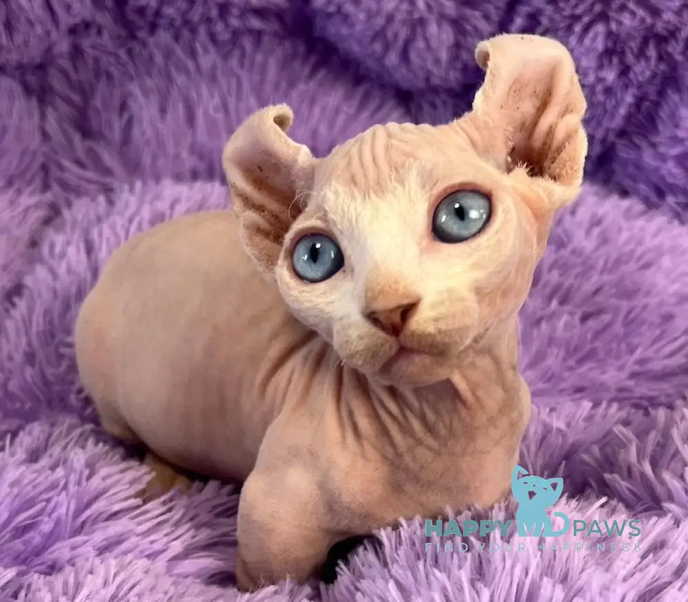 Cali Dwelf male white live animals