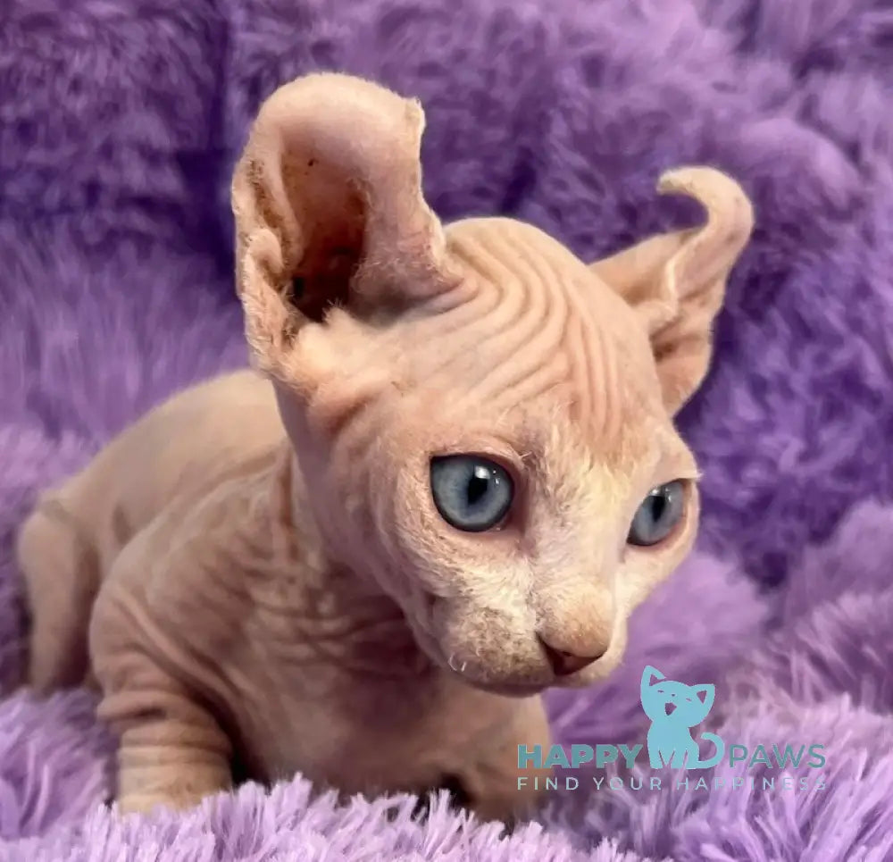 Cali Dwelf male white live animals