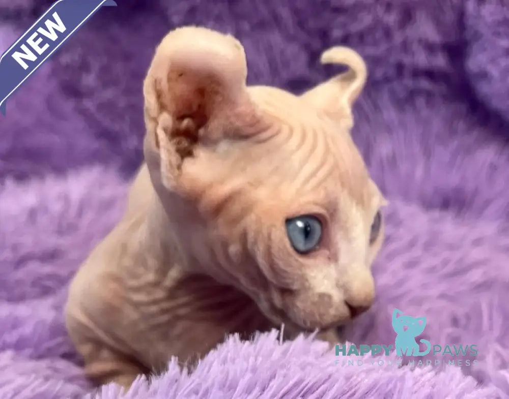 Cali Dwelf male white live animals