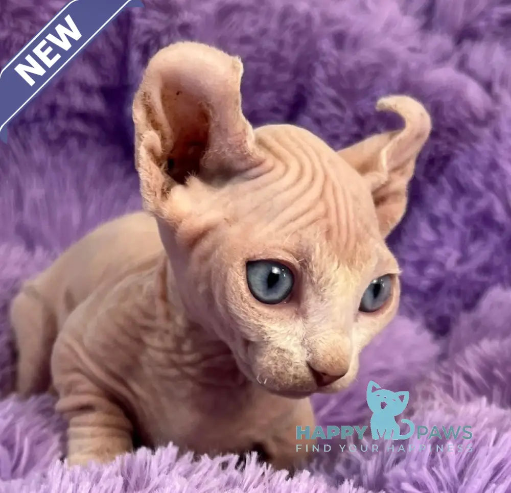Cali Dwelf male white live animals