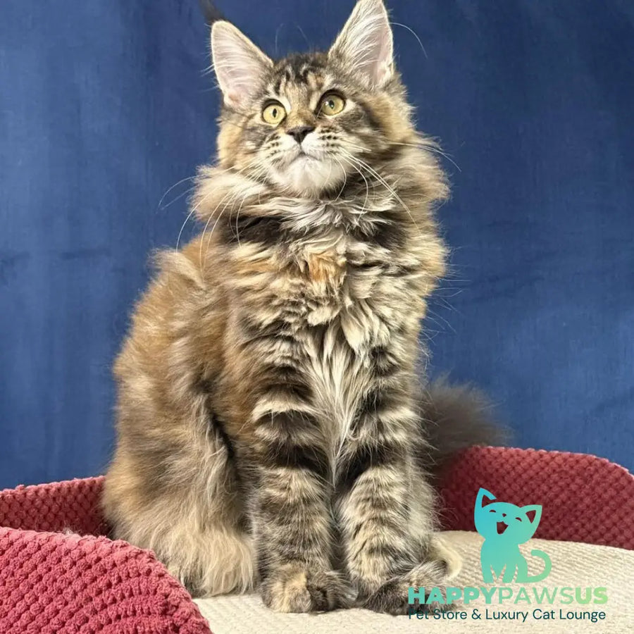 Calina Maine Coon female black tortie tabby - live animals
