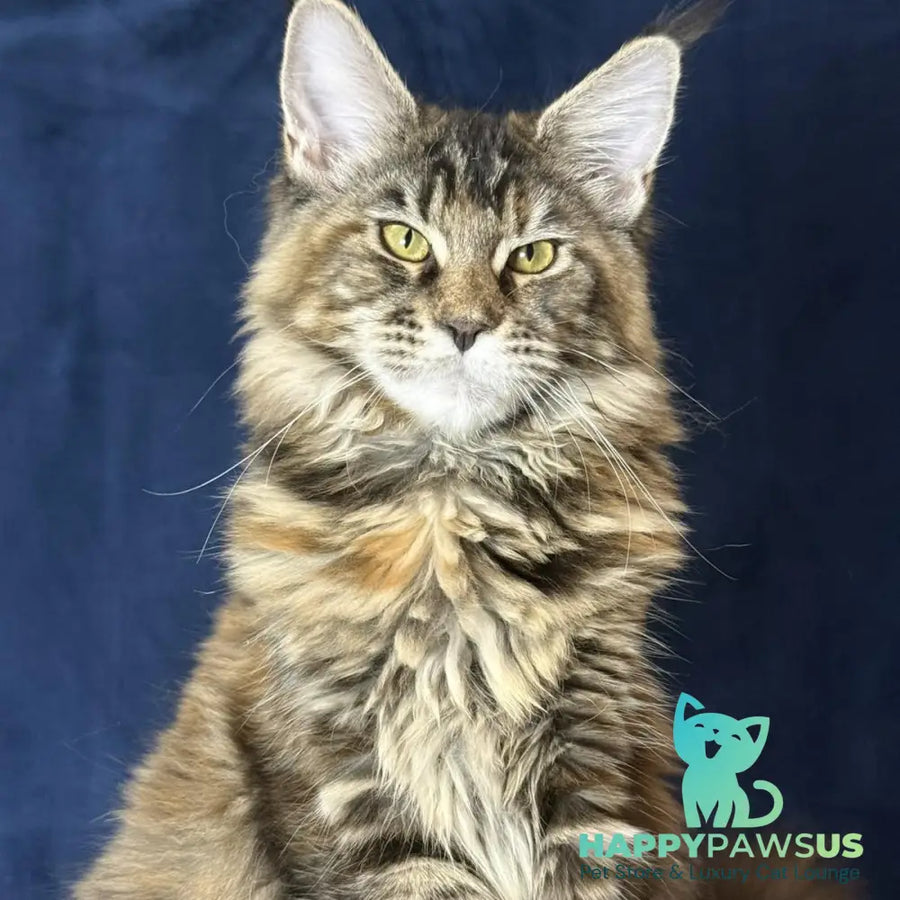 Calina Maine Coon female black tortie tabby - live animals