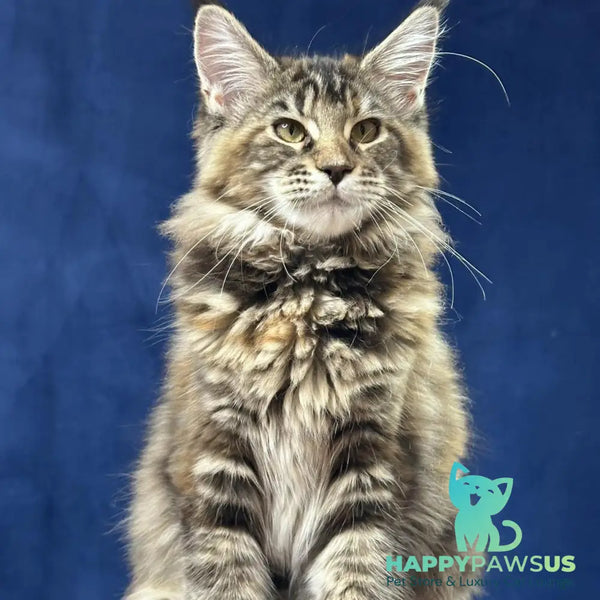 Calina Maine Coon female black tortie tabby - live animals