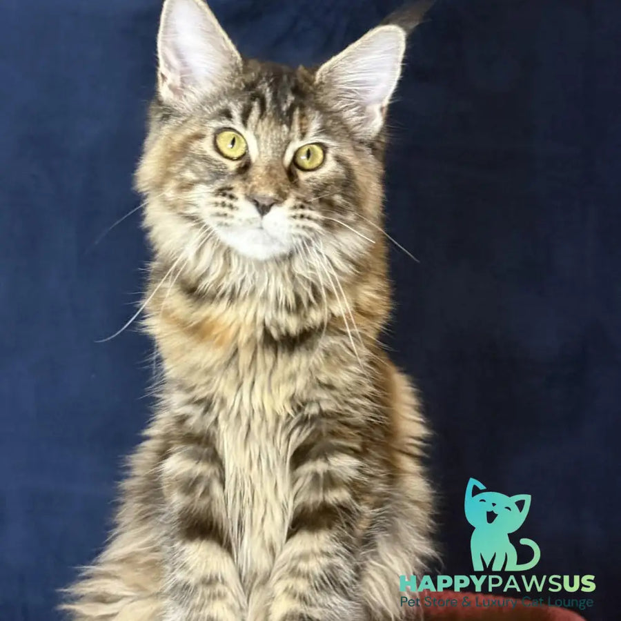 Calina Maine Coon female black tortie tabby - live animals