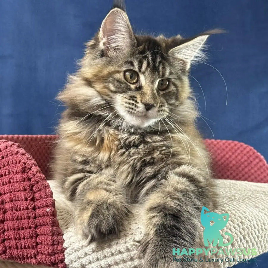 Calina Maine Coon female black tortie tabby - live animals