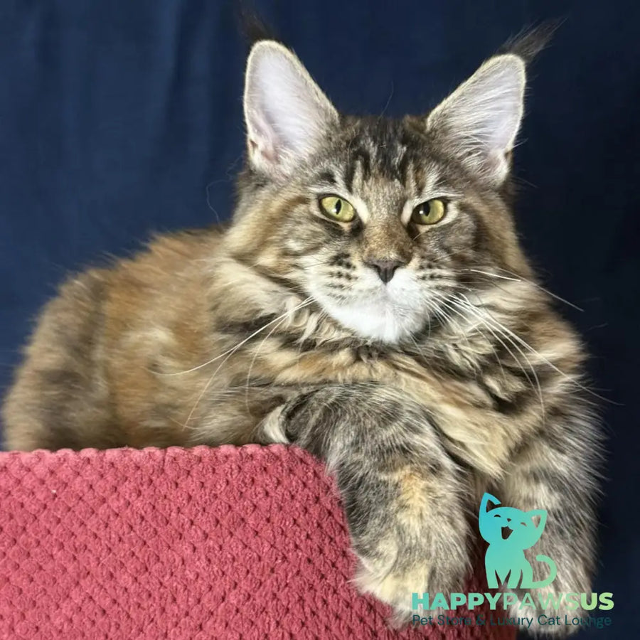 Calina Maine Coon female black tortie tabby - live animals