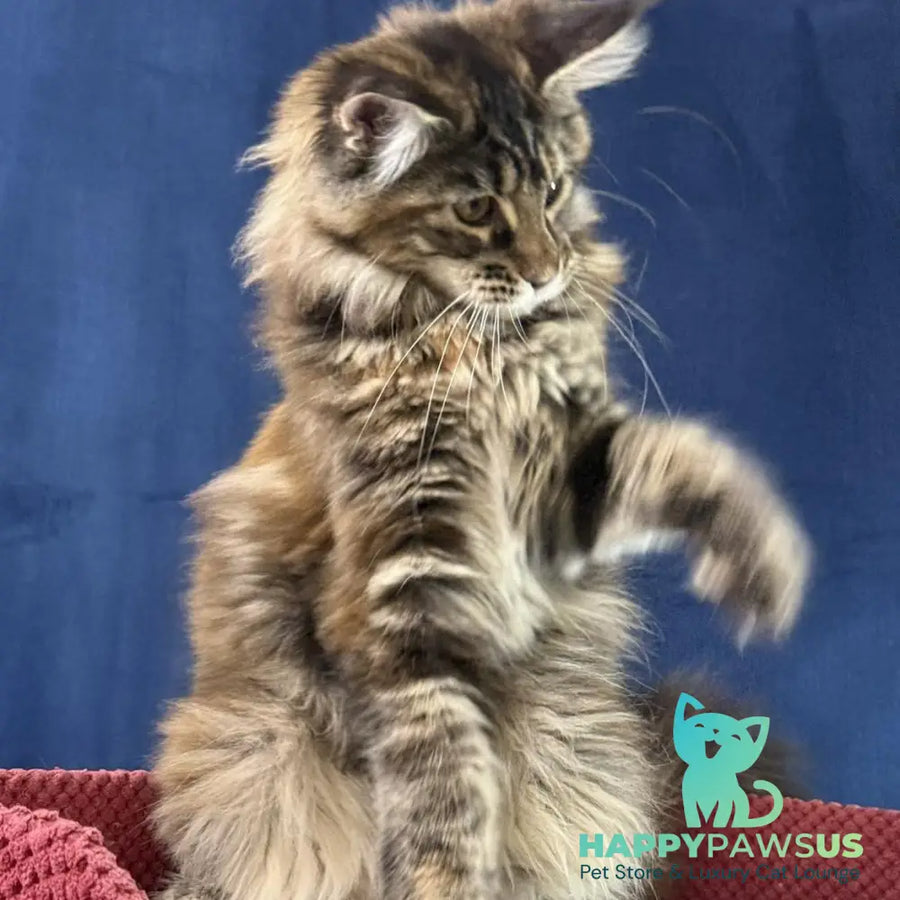 Calina Maine Coon female black tortie tabby - live animals