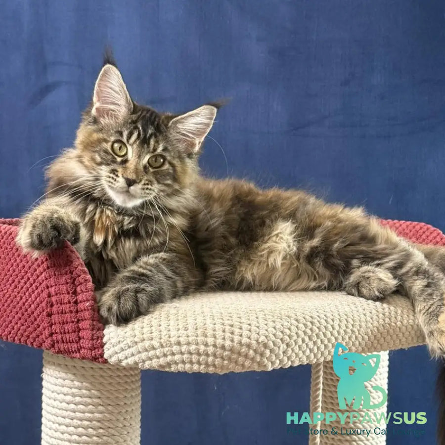Calina Maine Coon female black tortie tabby - live animals