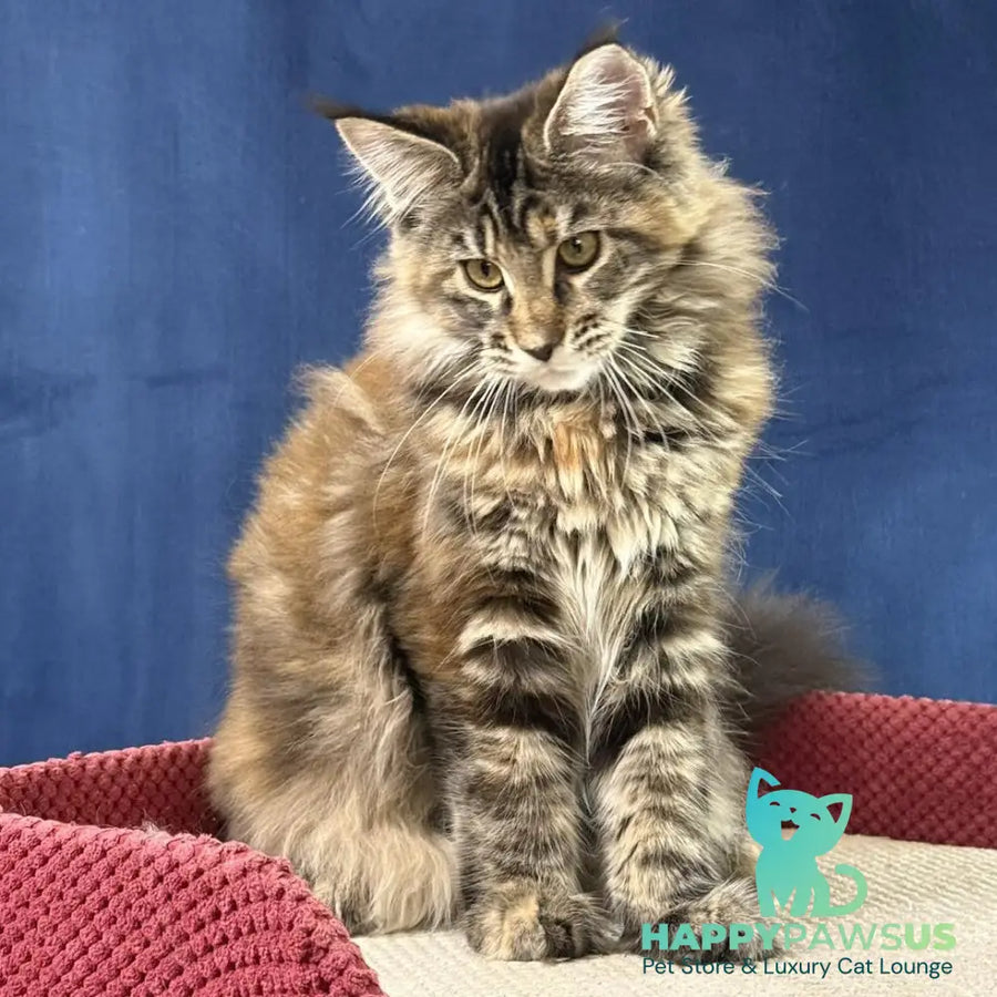 Calina Maine Coon female black tortie tabby - live animals