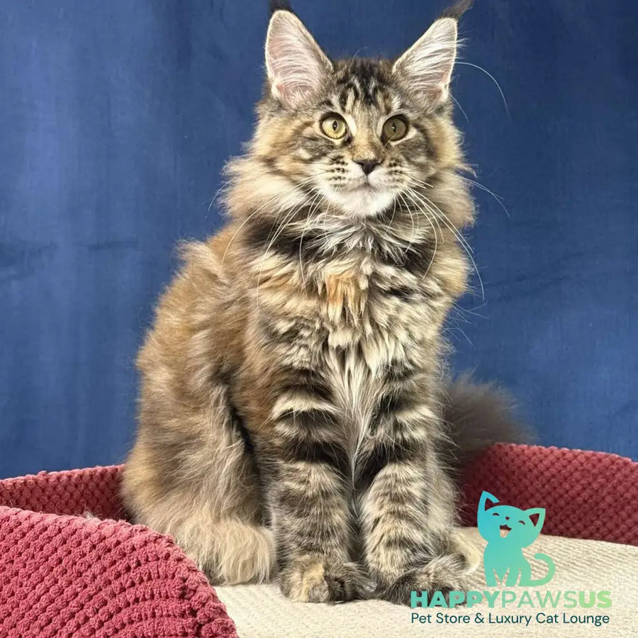 Calina Maine Coon female black tortie tabby - live animals