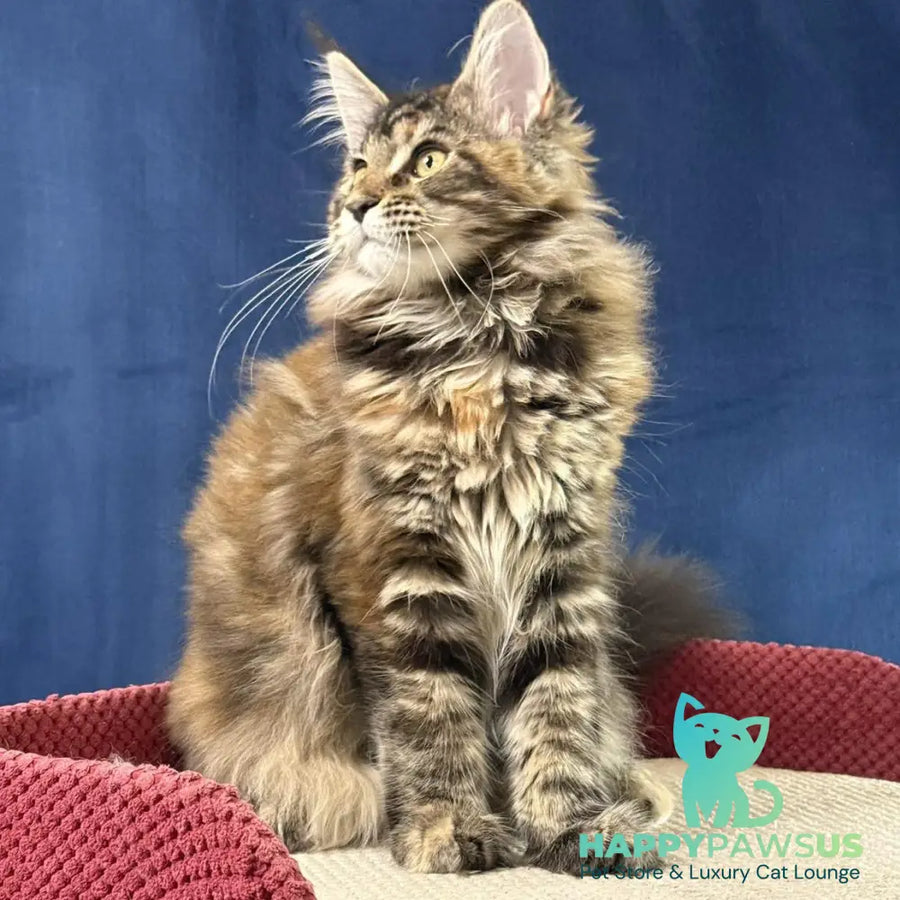 Calina Maine Coon female black tortie tabby - live animals