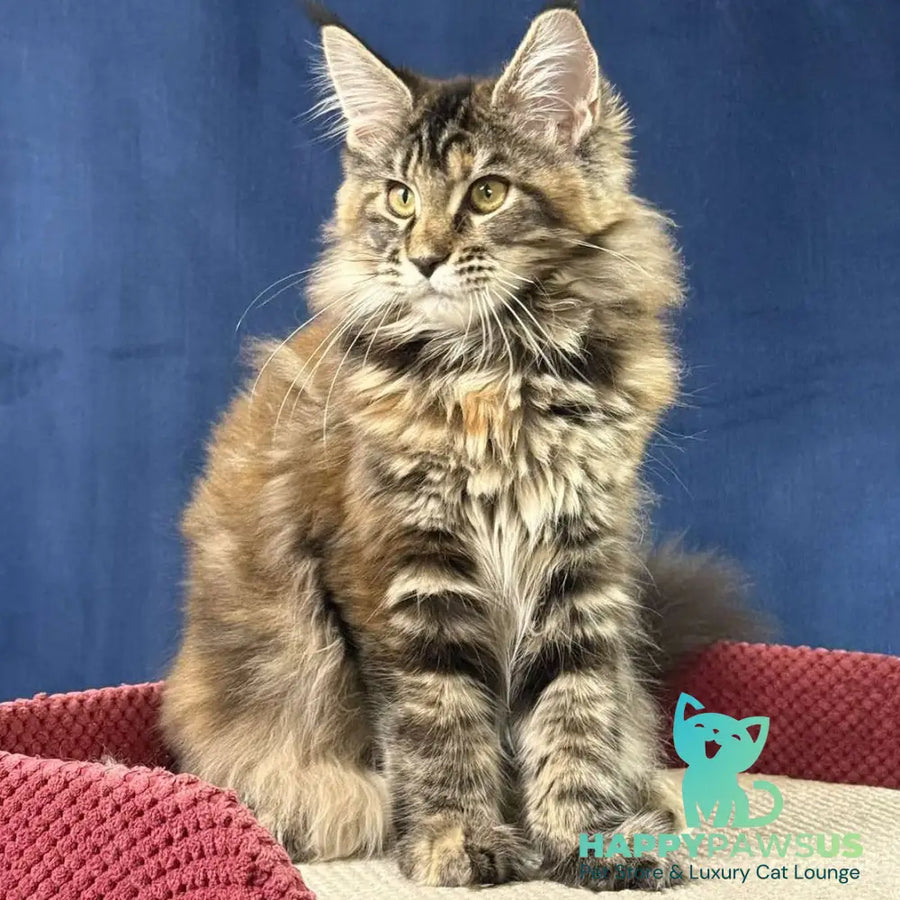 Calina Maine Coon female black tortie tabby - live animals