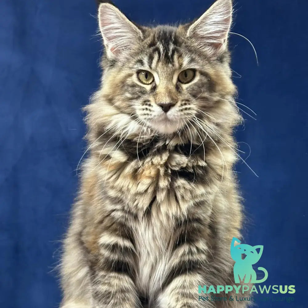 Calina Maine Coon female black tortie tabby - live animals
