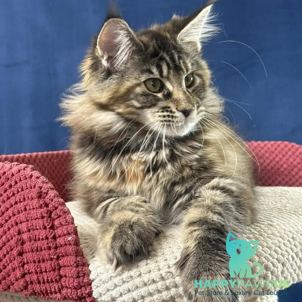 Calina Maine Coon female black tortie tabby - live animals