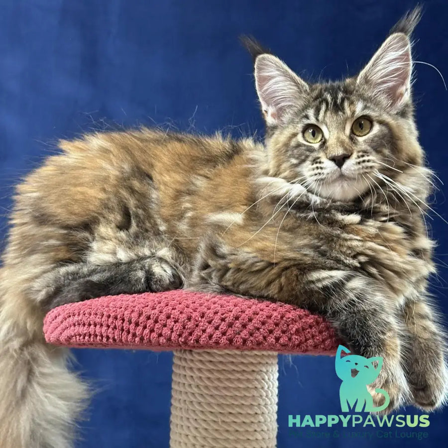 Calina Maine Coon female black tortie tabby - live animals