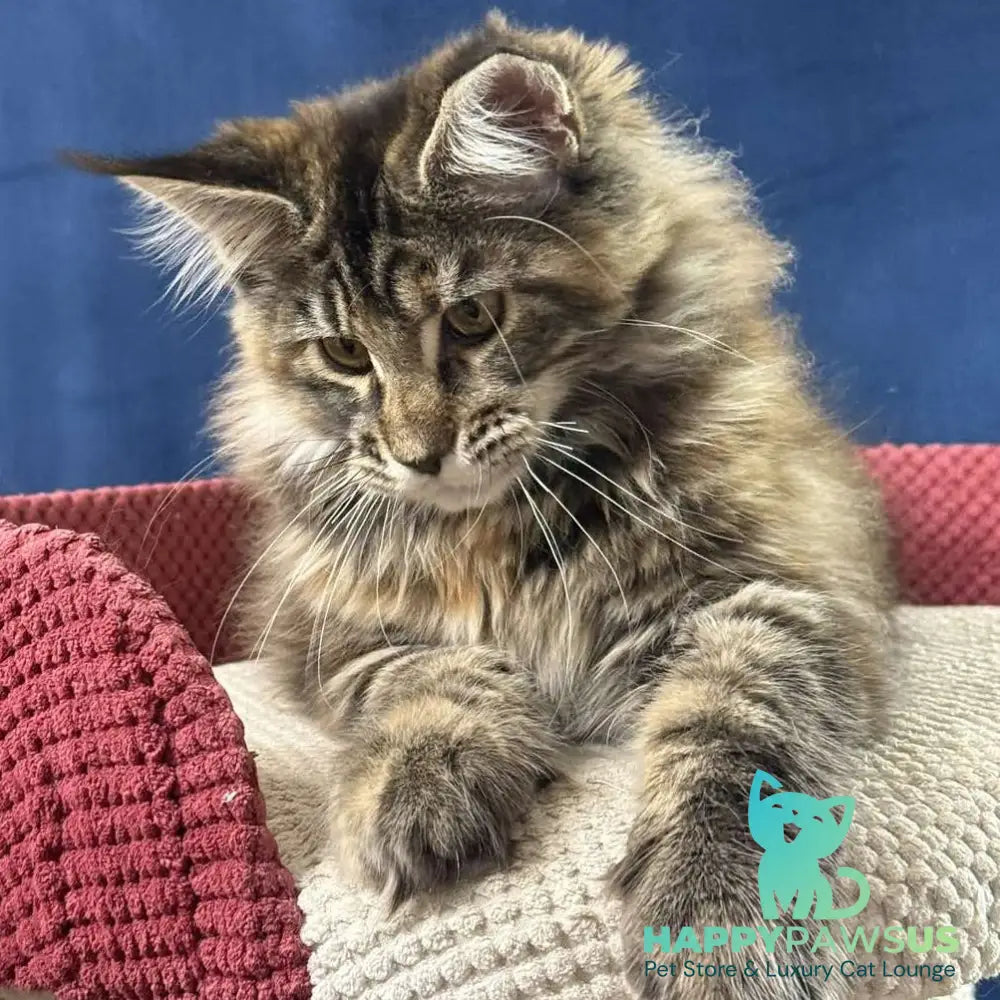 Calina Maine Coon female black tortie tabby - live animals