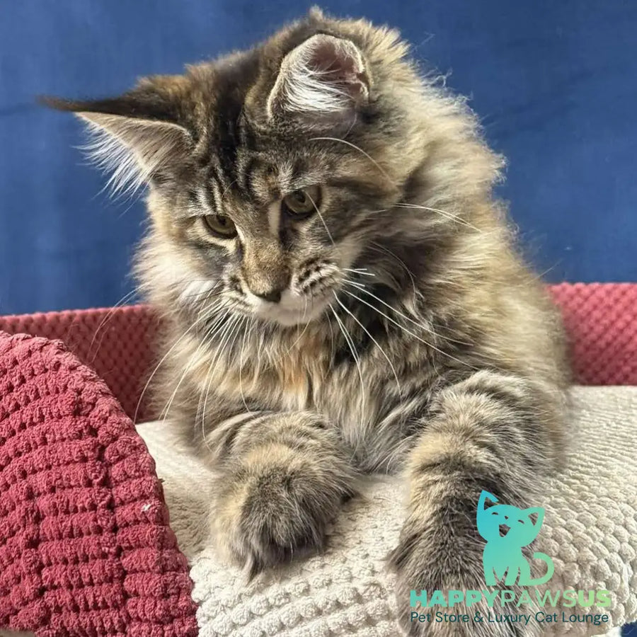 Calina Maine Coon female black tortie tabby - live animals