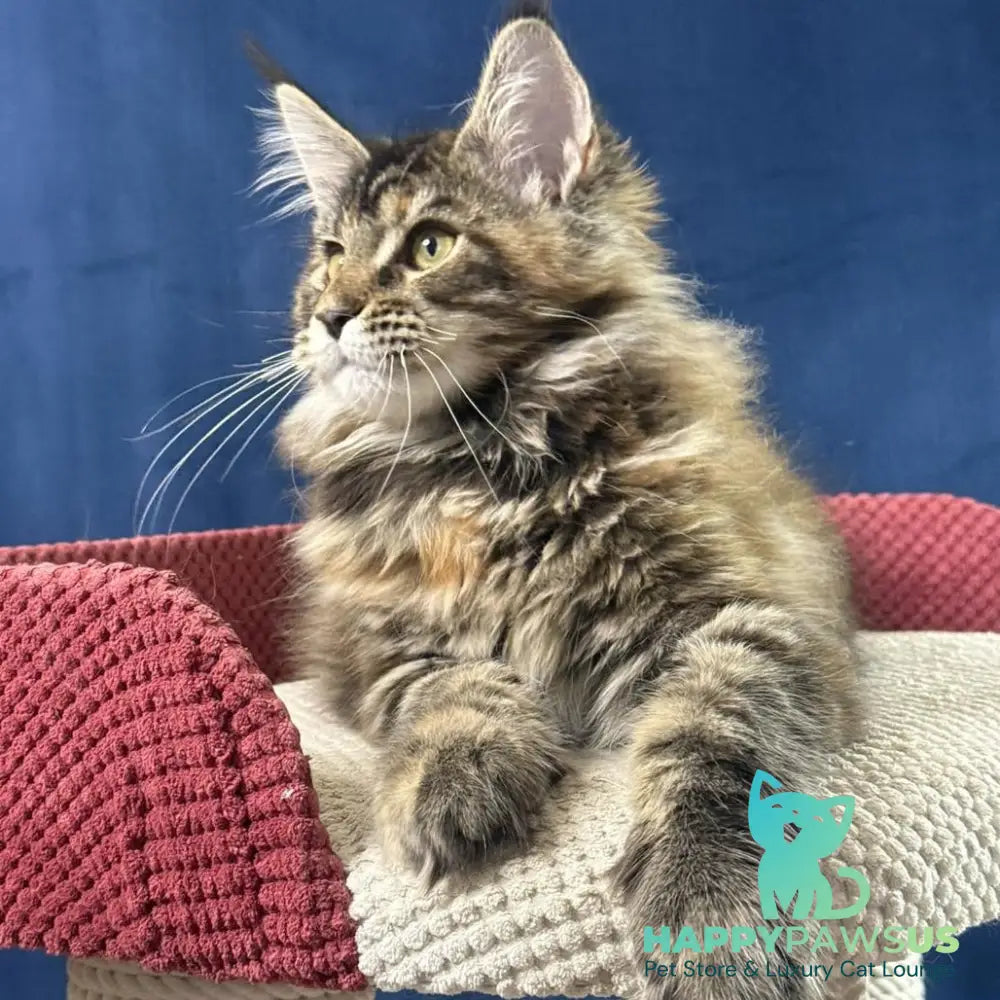 Calina Maine Coon female black tortie tabby - live animals