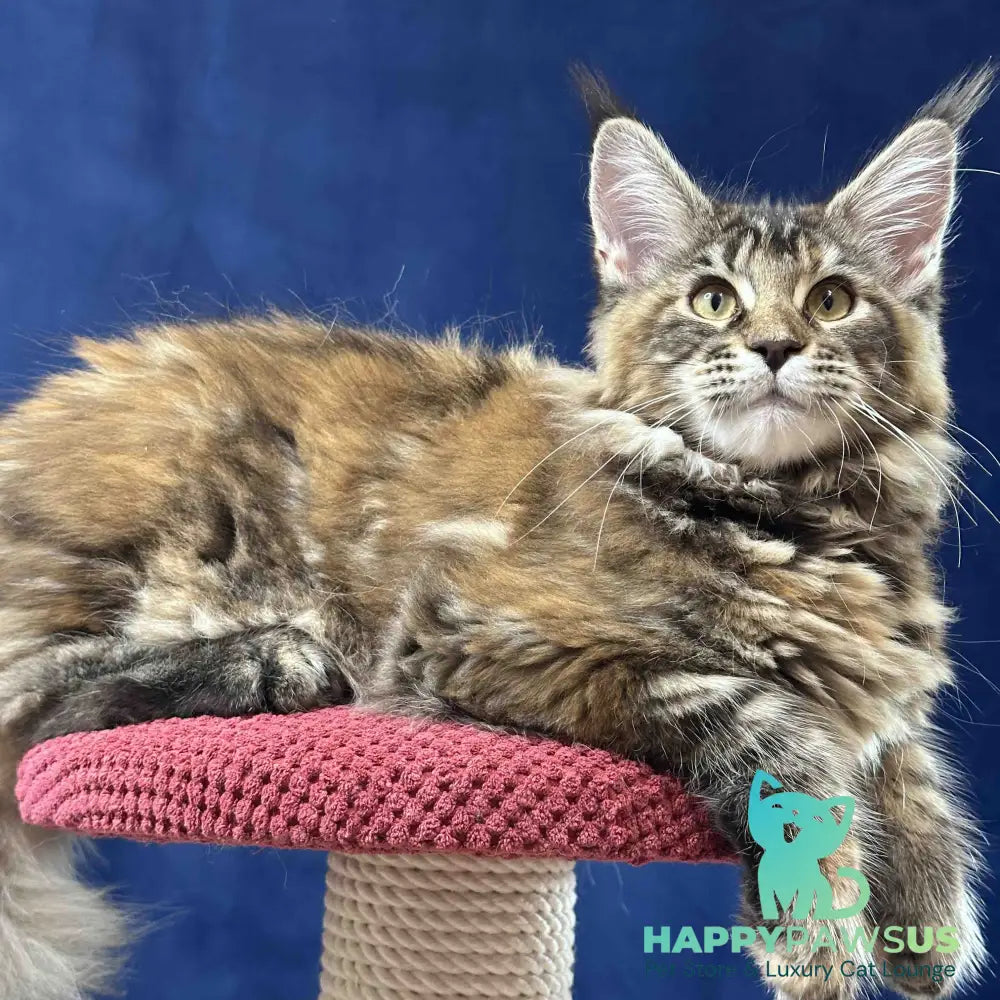 Calina Maine Coon female black tortie tabby - live animals