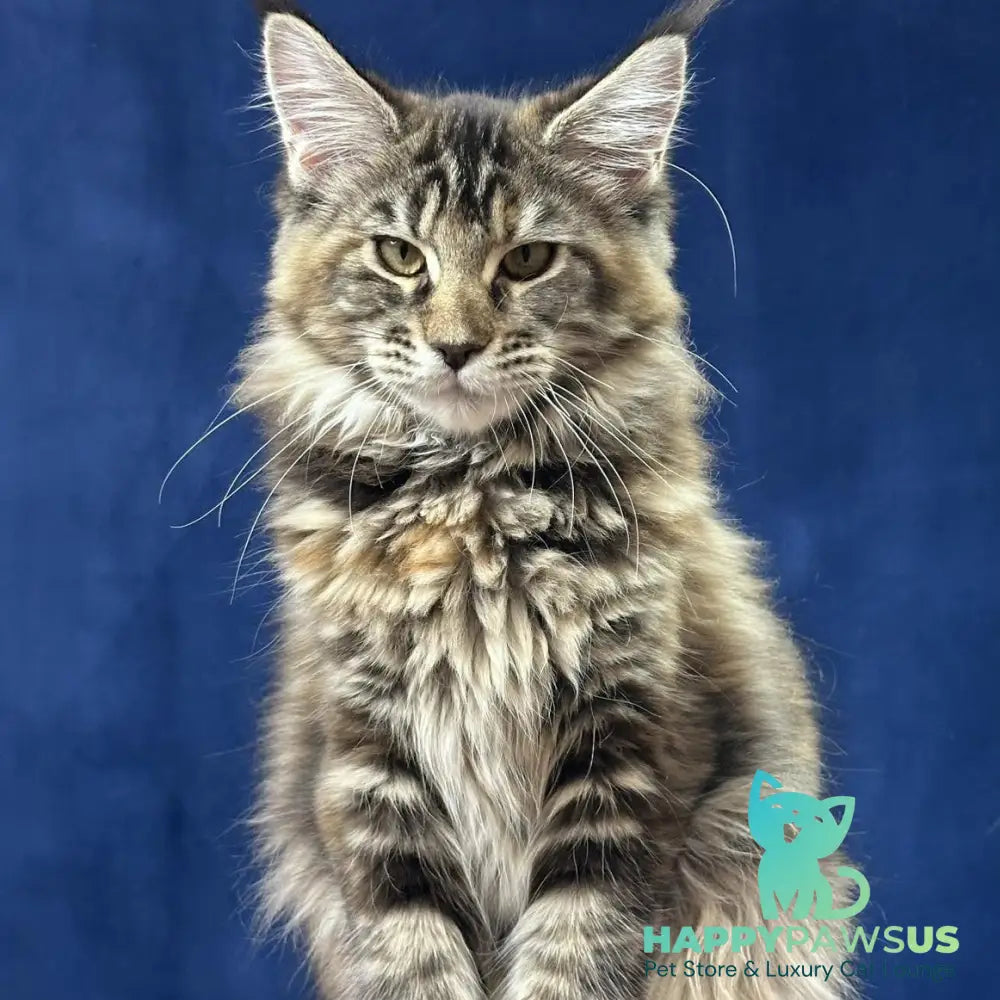 Calina Maine Coon female black tortie tabby - live animals