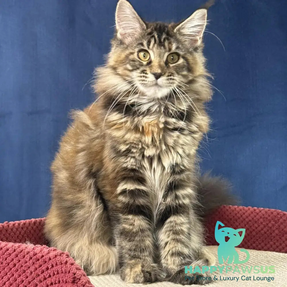 Calina Maine Coon female black tortie tabby - live animals