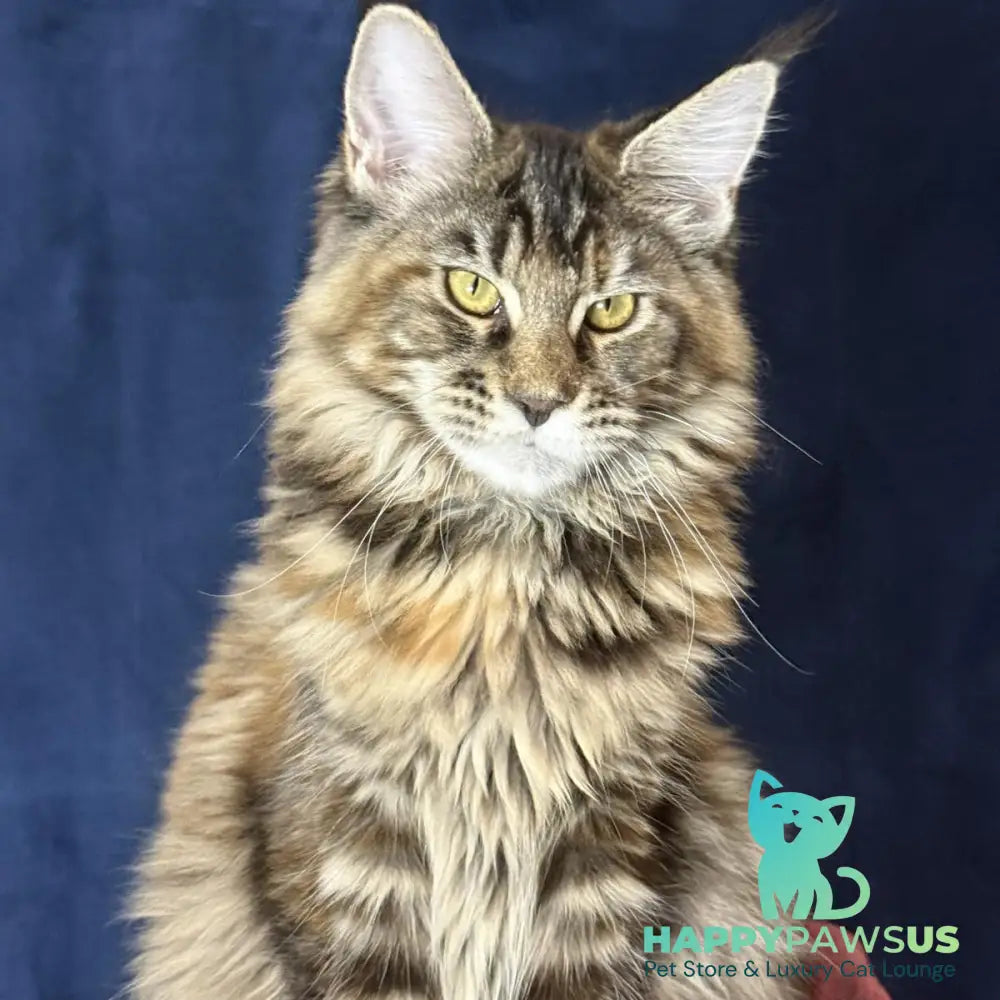 Calina Maine Coon female black tortie tabby - live animals