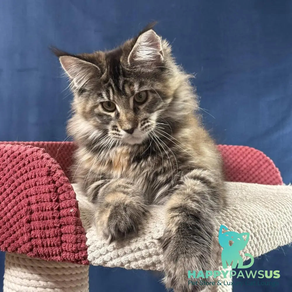 Calina Maine Coon female black tortie tabby - live animals