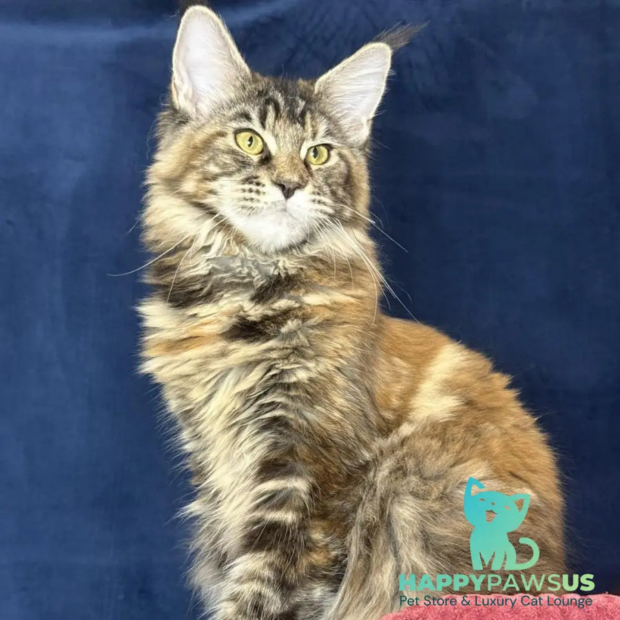 Calina Maine Coon female black tortie tabby - live animals