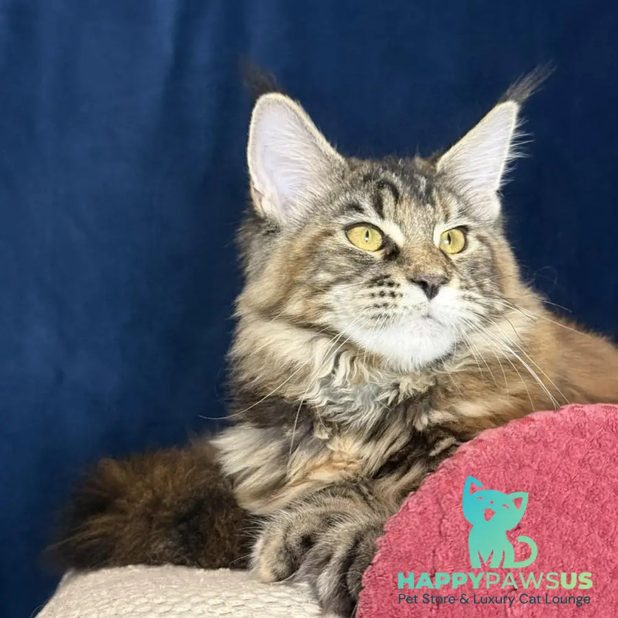 Calina Maine Coon female black tortie tabby - live animals