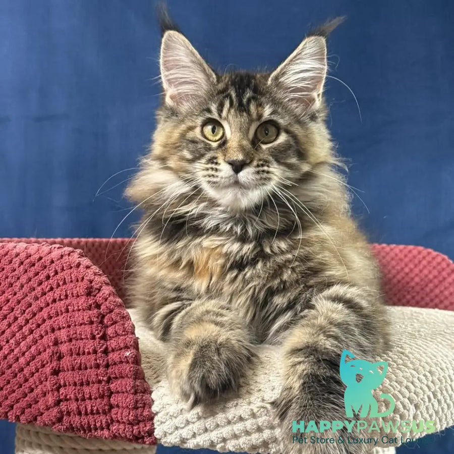 Calina Maine Coon female black tortie tabby - live animals