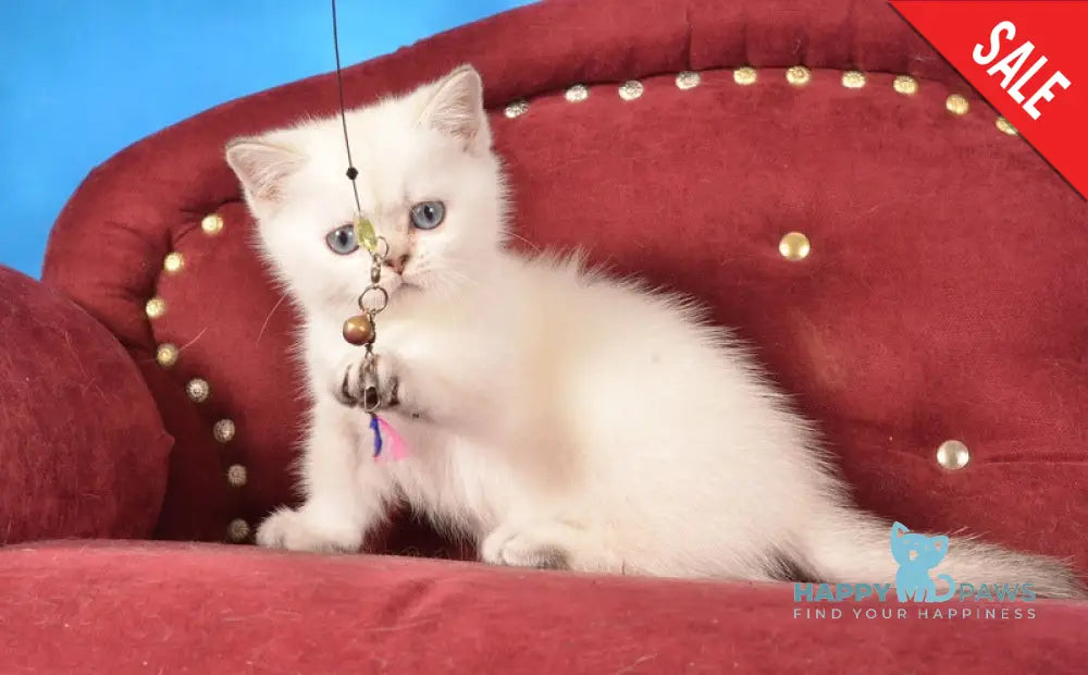 Calipso Munchkin female black golden shaded pointed live animals