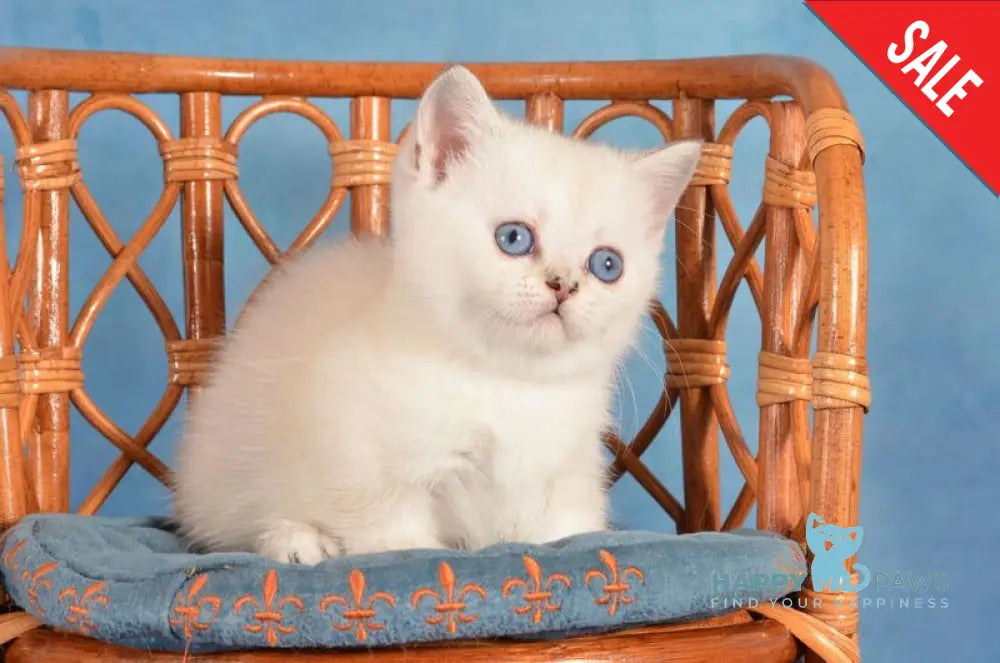 Calipso Munchkin female black golden shaded pointed live animals