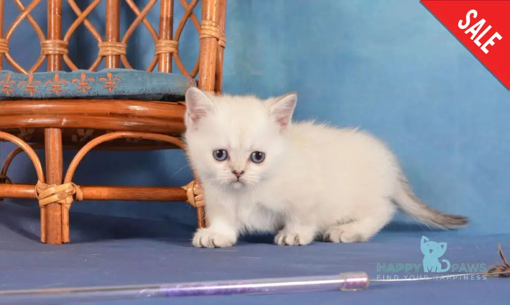 Calipso Munchkin female black golden shaded pointed live animals