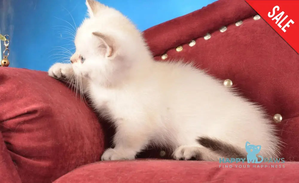 Calipso Munchkin female black golden shaded pointed live animals