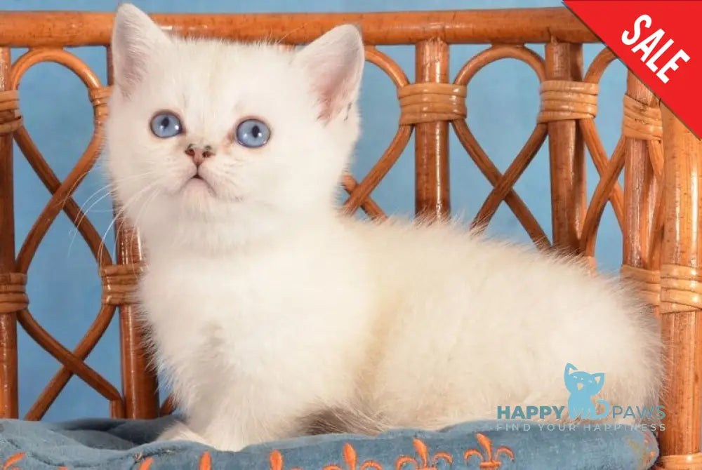 Calipso Munchkin female black golden shaded pointed live animals